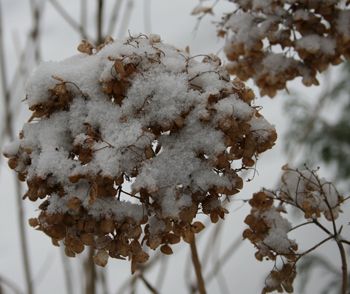 Winter Hydrangea